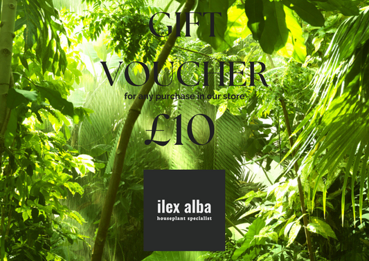 ilex alba houseplants gift cards