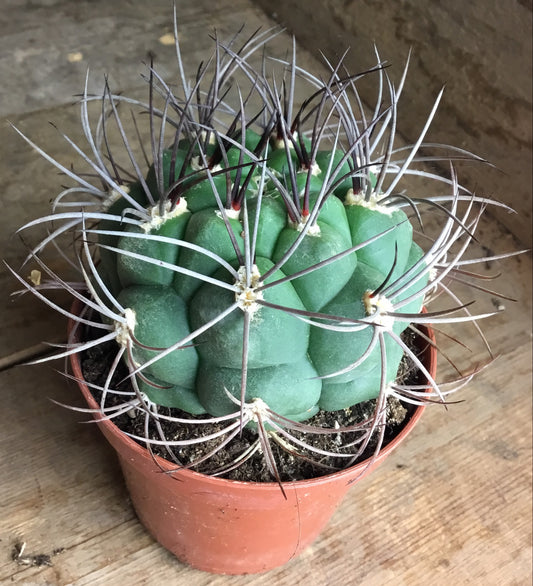 Gymnocalycium saglyonis in 8 cm pot