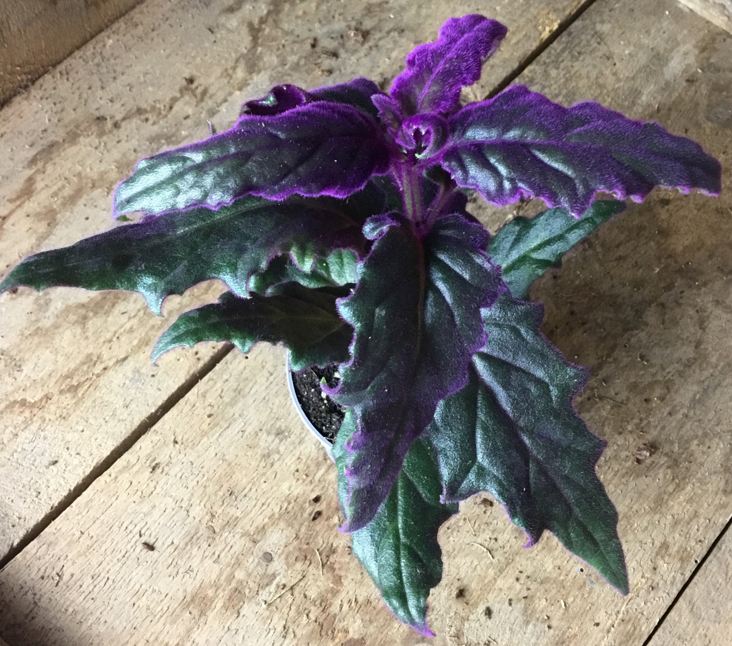 Gynura aurantiaca 'Purple Passion' in 6 cm pot
