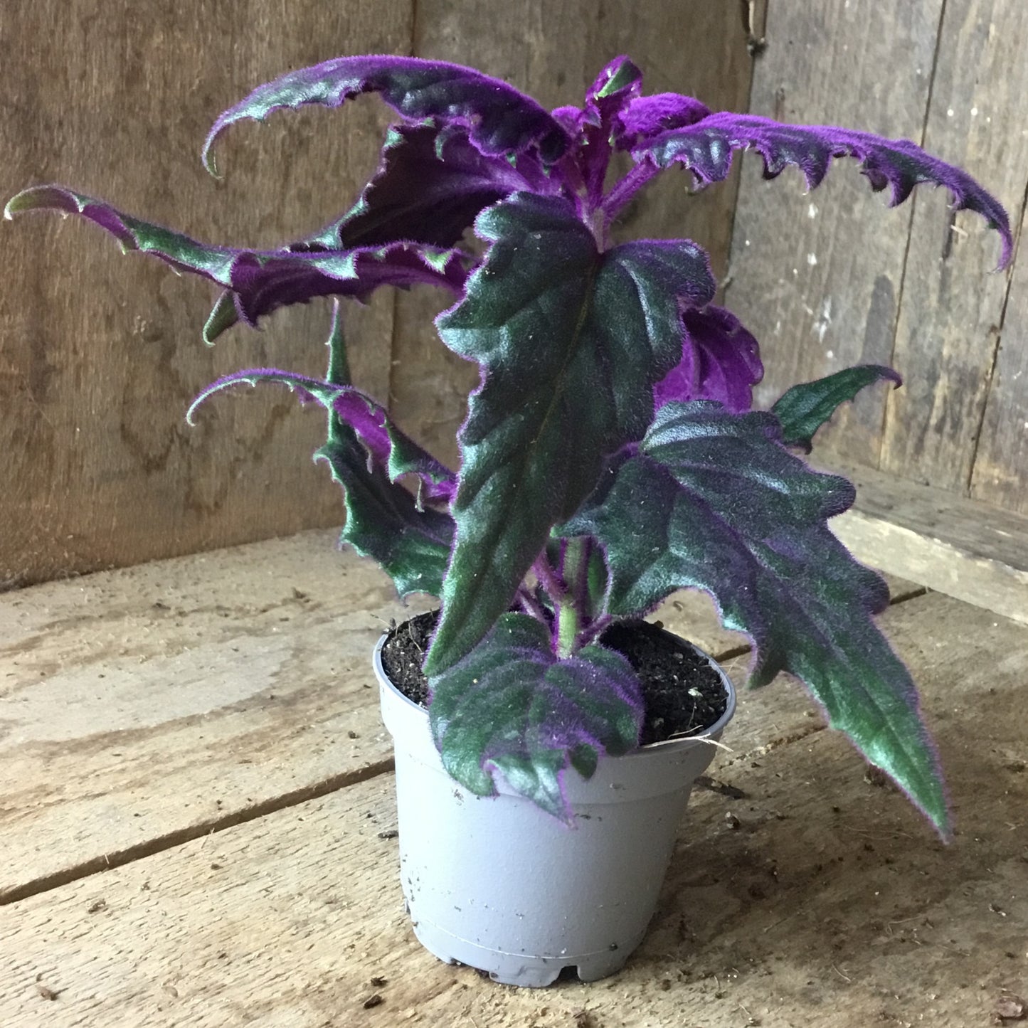 Gynura aurantiaca 'Purple Passion' in 6 cm pot