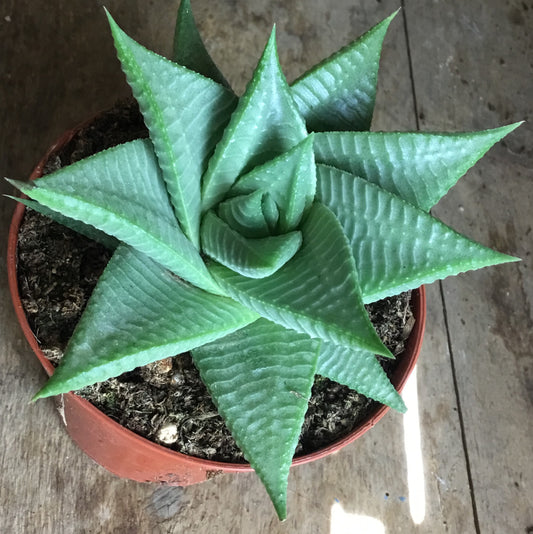 Haworthia limifolia 'Roux' in 8 cm pot