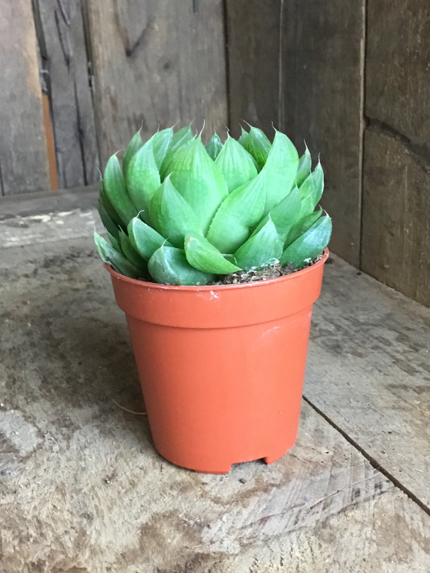 Haworthia cooperi in 5 cm pot