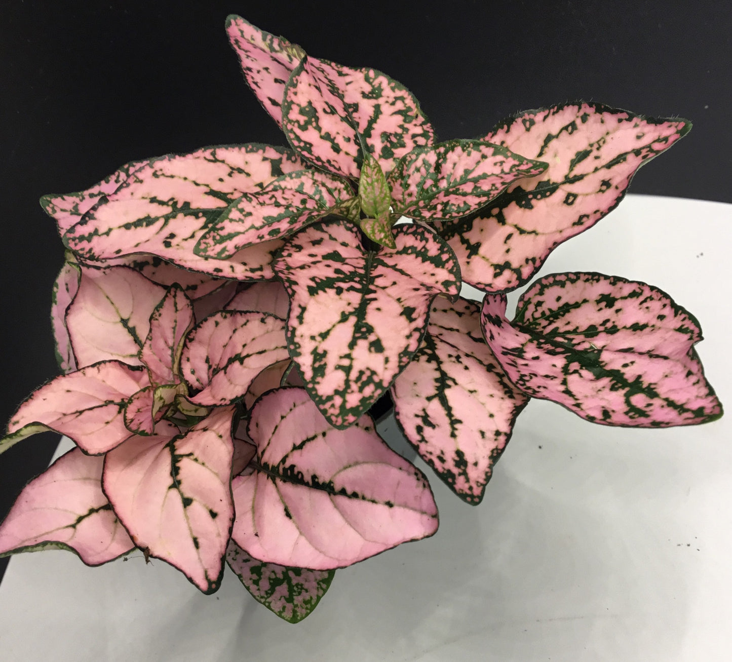 Hypoestes phyllostachya 'Pink' in 6 cm pot