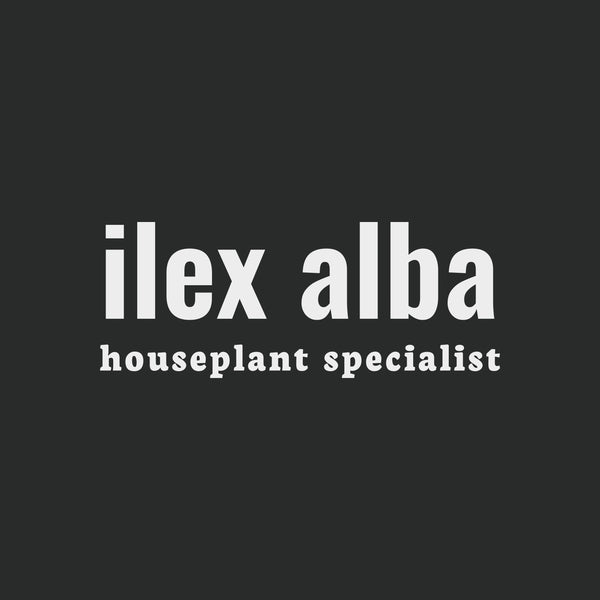 ilex alba houseplants 