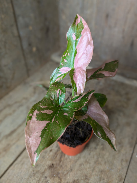 Syngonium podophyllum 'Pink Splash' in 6 cm pot