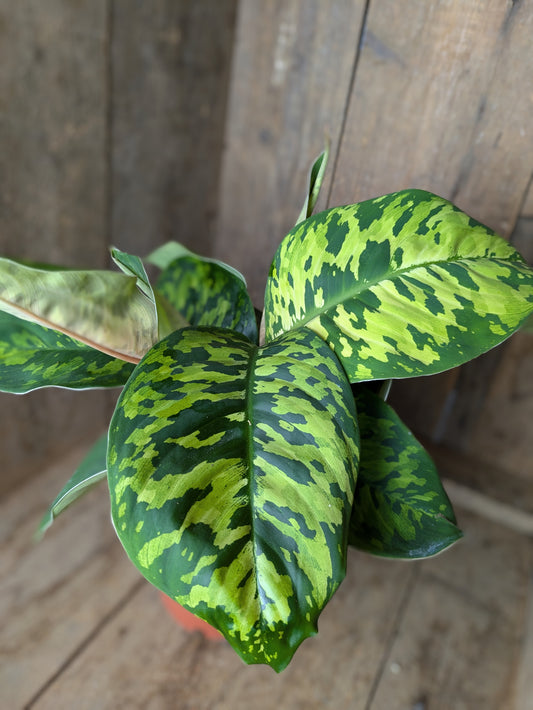 Homalomena 'Camouflage' in 12 cm pot