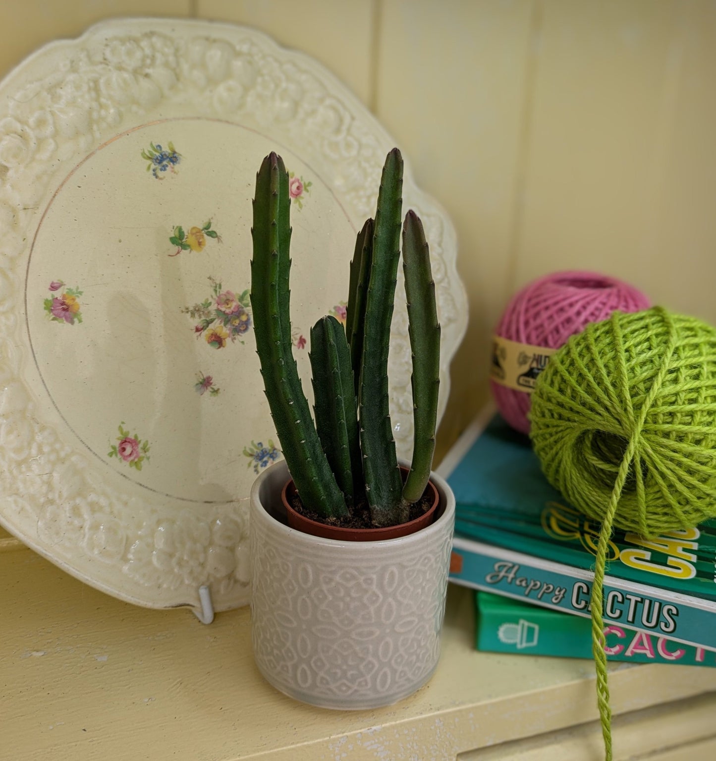 tall thin succulent stems of the stapelia leendertzia next to coloured jute and in front of ornamental plate for effect
