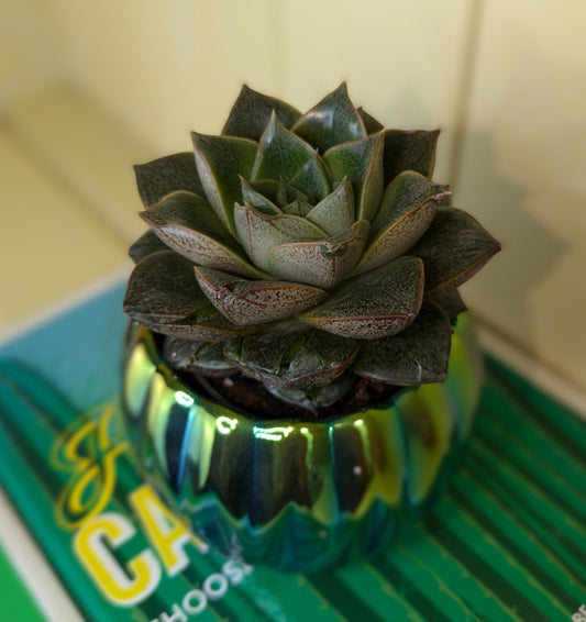 close up of plump grey green leaves with red ,pointed tips 