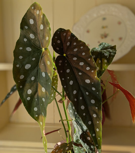 long pointed leaves with white spots and red underside of the begonia maculata 