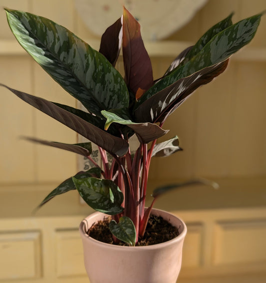 the sun shining through the silvery green leaves of the apoballis with strong red stems and purple undersides to the leaves 