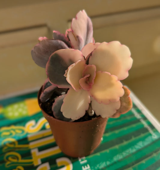 close up of the scalloped leaves of cream and purple 