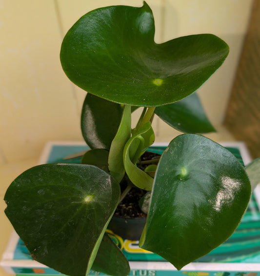 close up f large round glossy green leaves 