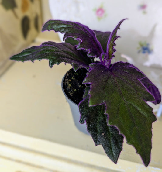 close up of the purple iridescent leaf