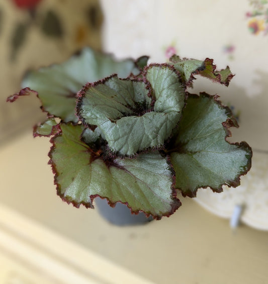 close up of silver green leaf with reddy brown margin