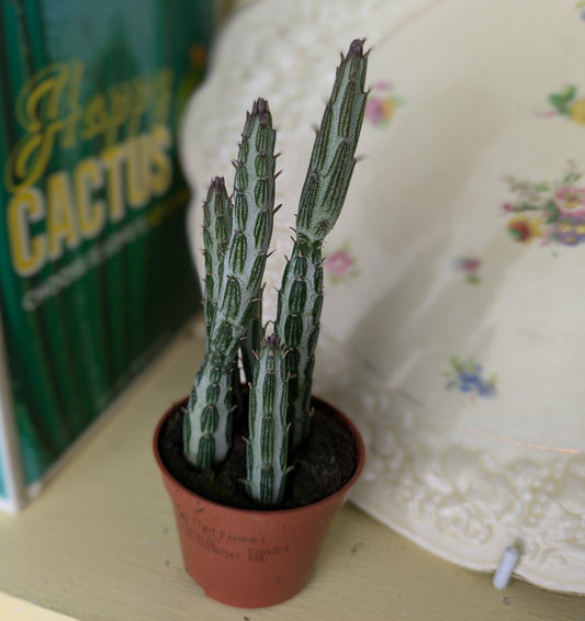 close up of tall long stems resembling upright caterpillars with soft hairs 