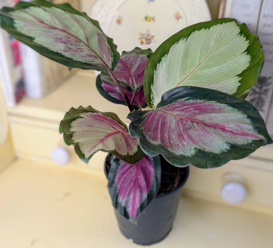 close up of lime green and pink variegated leaves