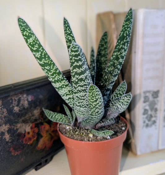 close up of long sword shaped leaves with white mottling 