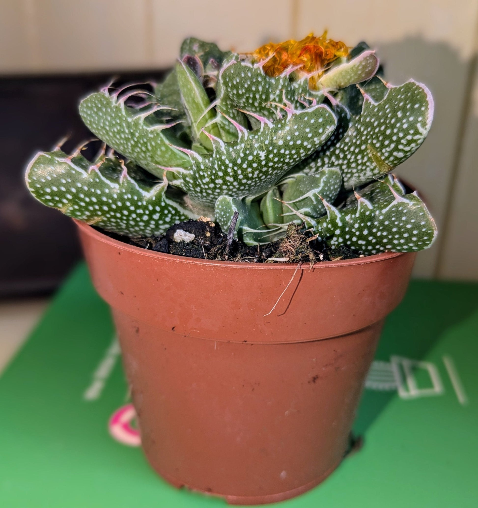 teeth like succulent leaves