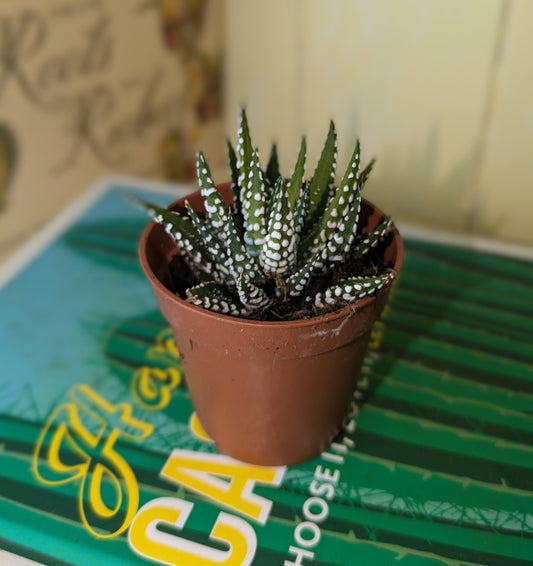 spikey upright phrehistoric looking leaves with white spots