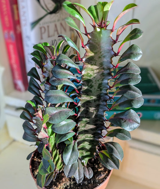 tall thick succulent stem with small leaflets running up each side 