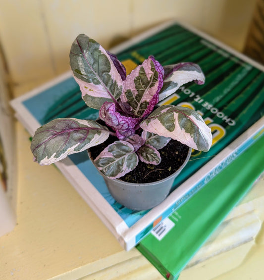 close up of green and white arching leaves with vivid pink veining 