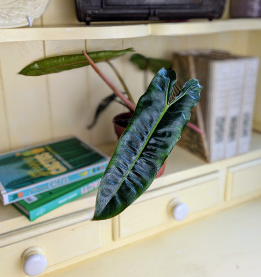 long elongated, heart shaped leaf with ruffled edges and prominent veining 