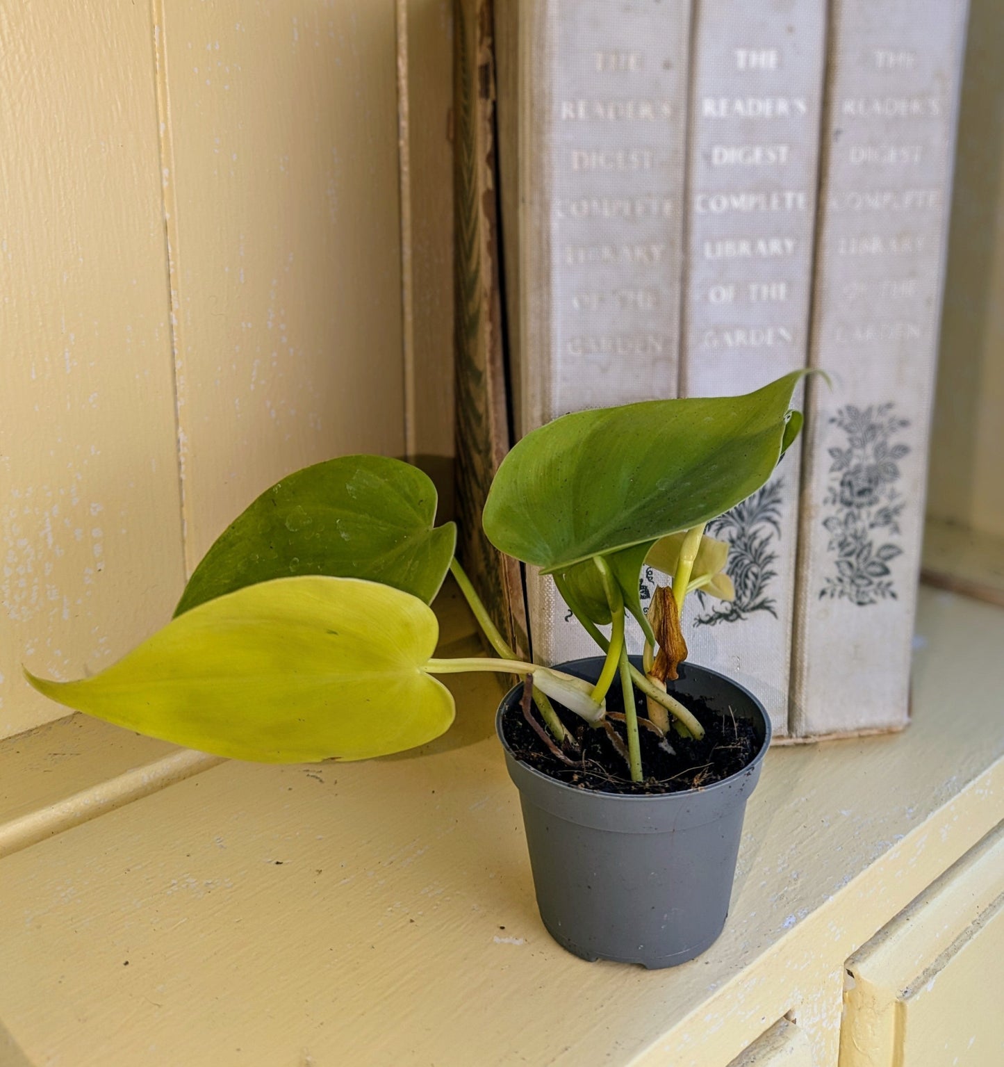 yellow and green heart shaped leaves 