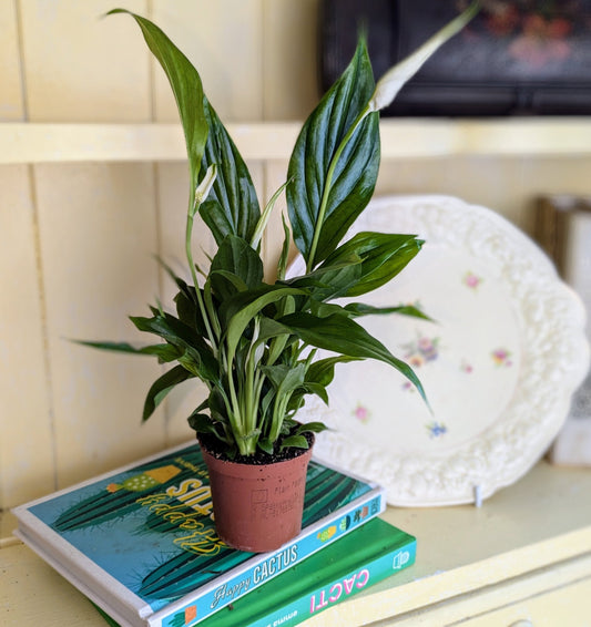 white flowers and glossy green leaves of the peace lily 