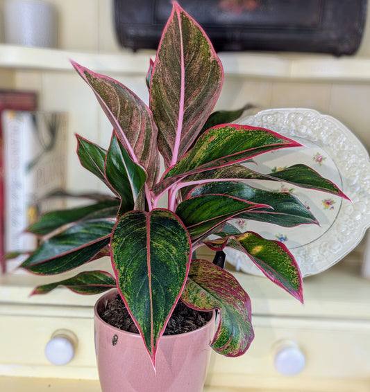 green mottled leaf with sharp red margin and mottled spots 