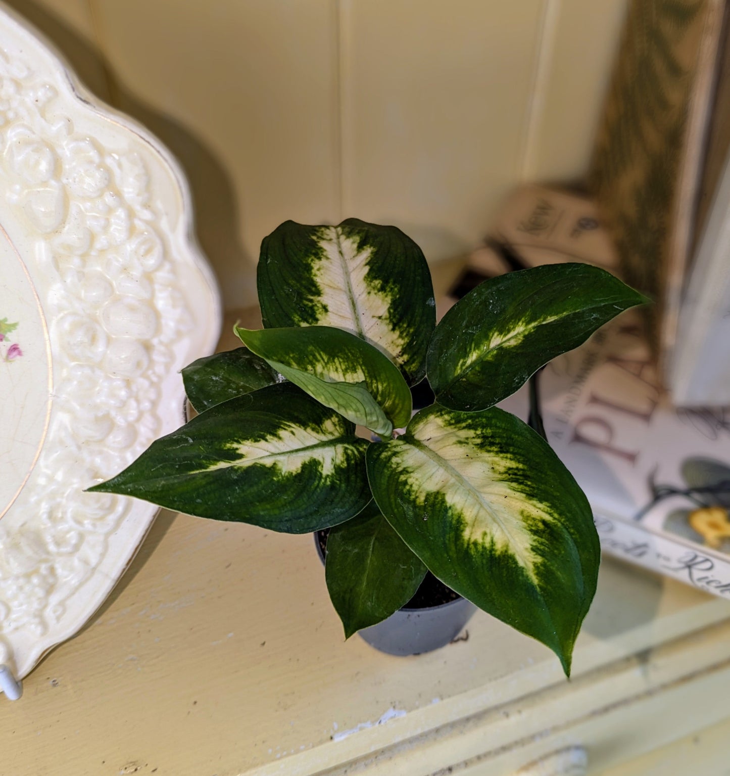 green oval leaves with white to yellow centre 