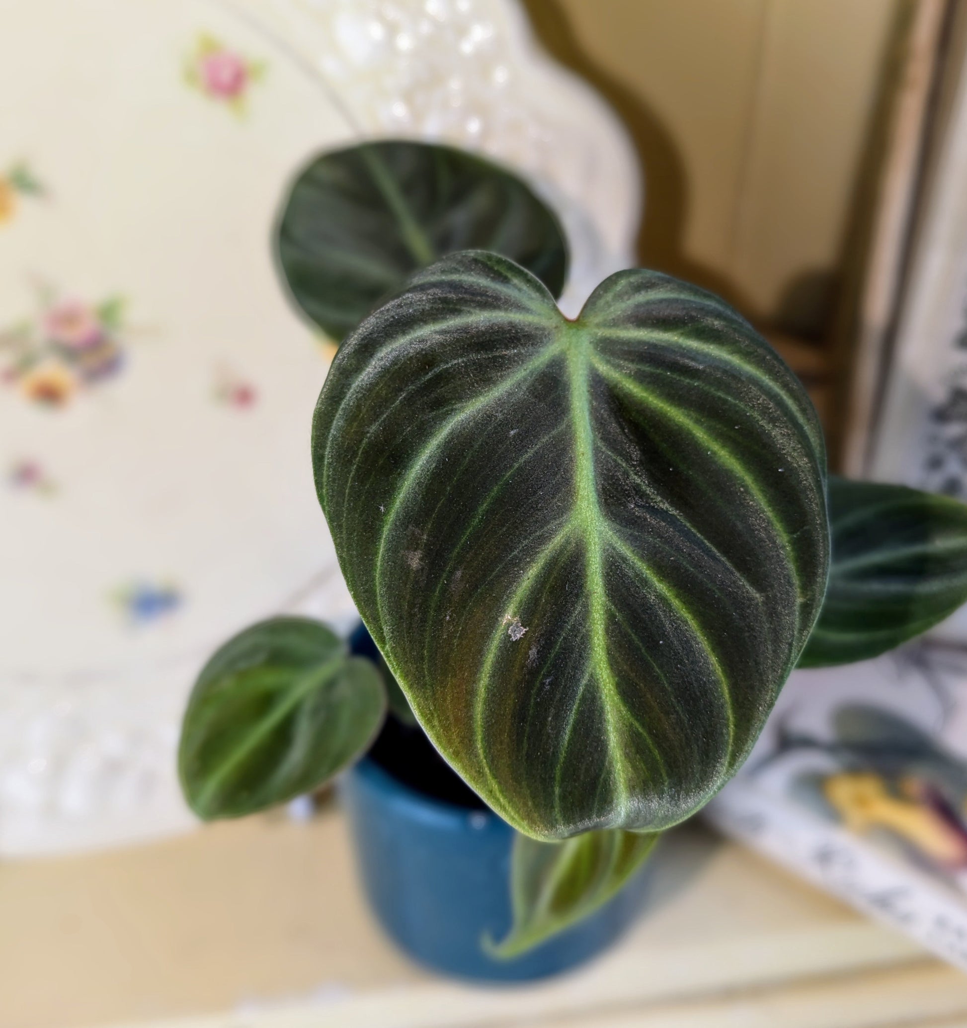 close up of shimmering velvety leaf