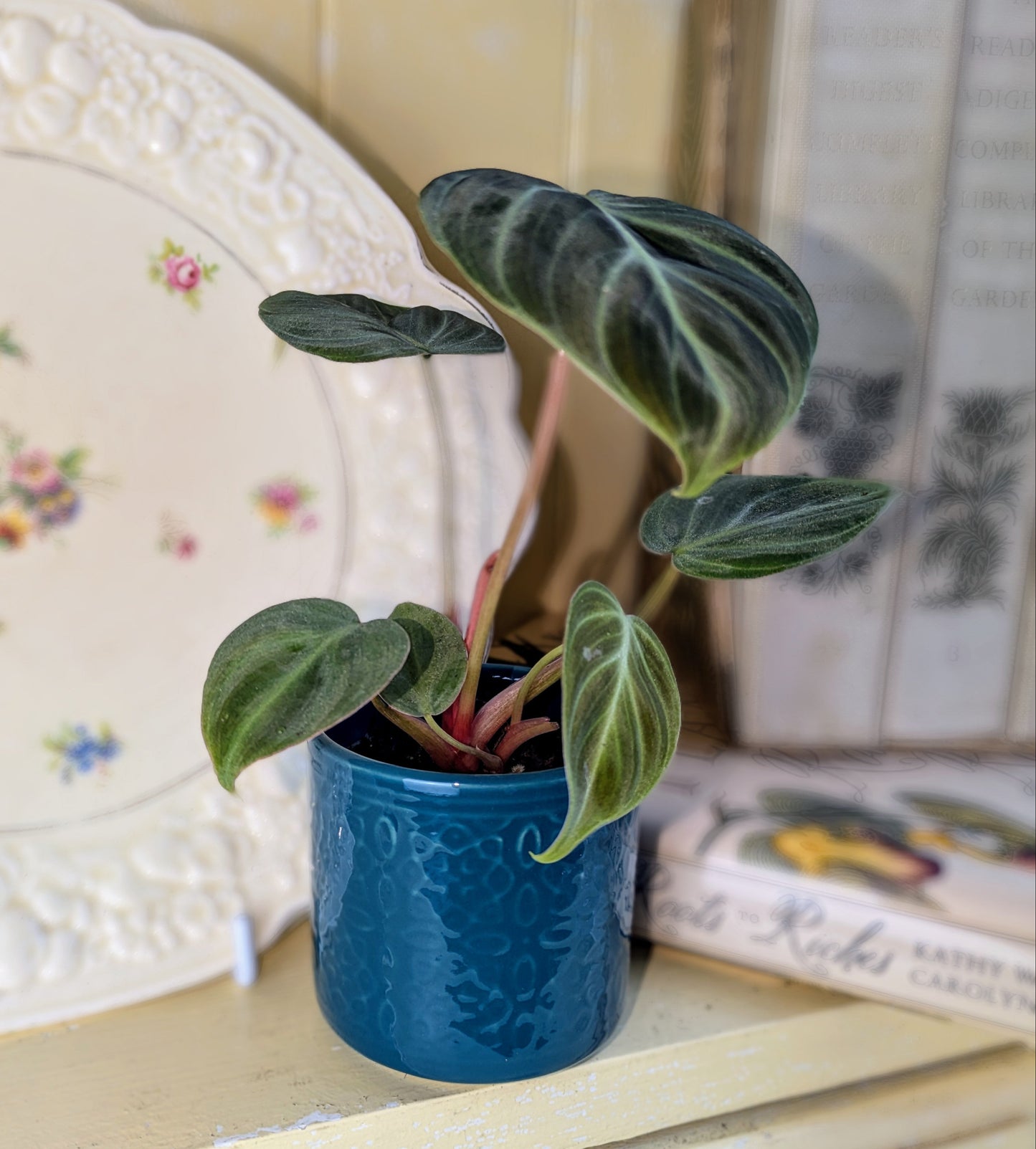Philodendron 'Gloriosum' in 6 cm pot