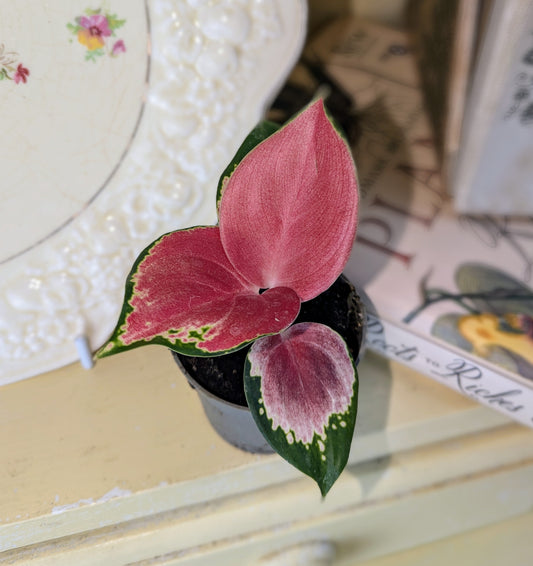 red oval shaped leaves with dark green margins 