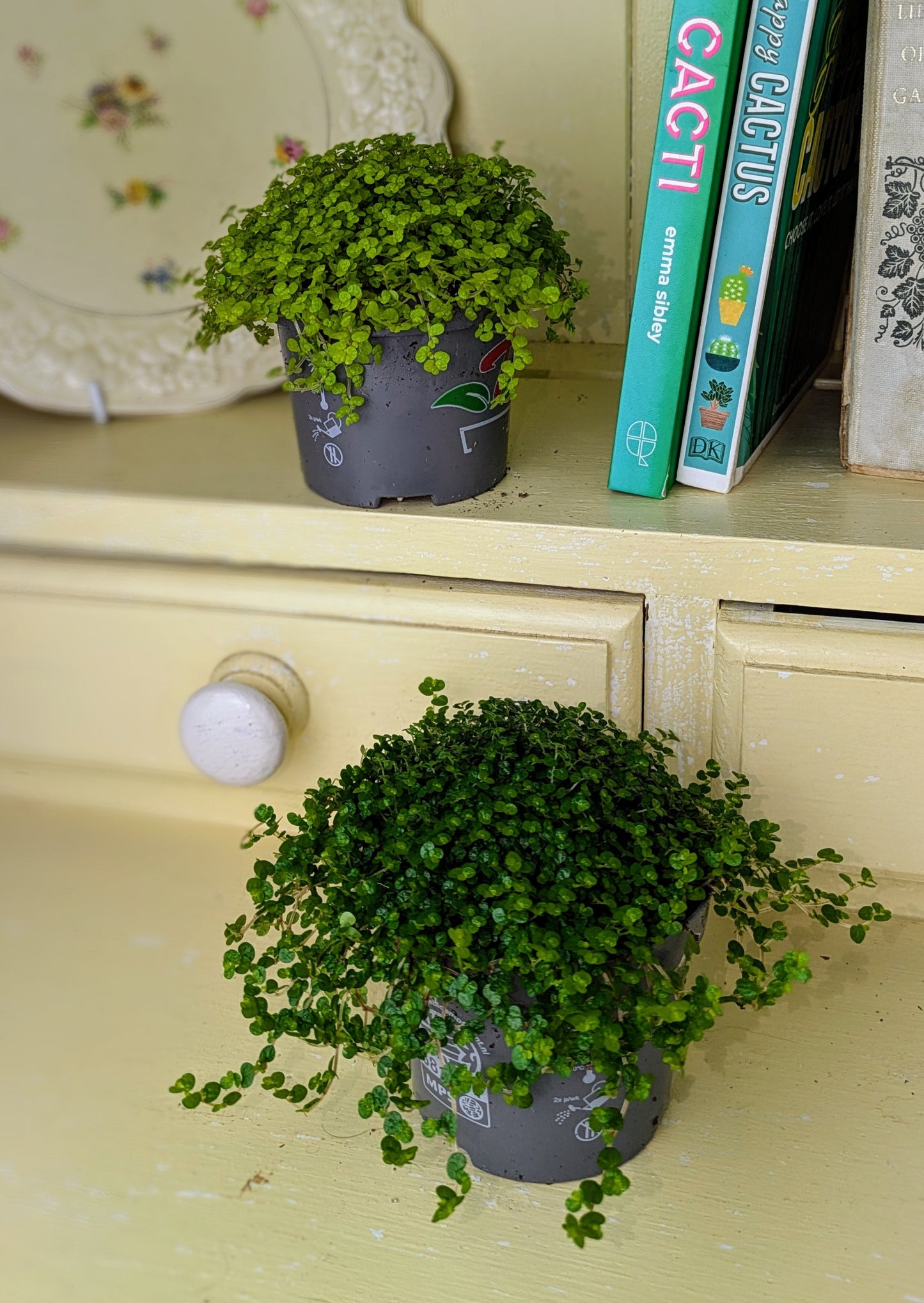 Soleirolia soleiro - Mind Your Own Business Light Green  in 9 cm pot