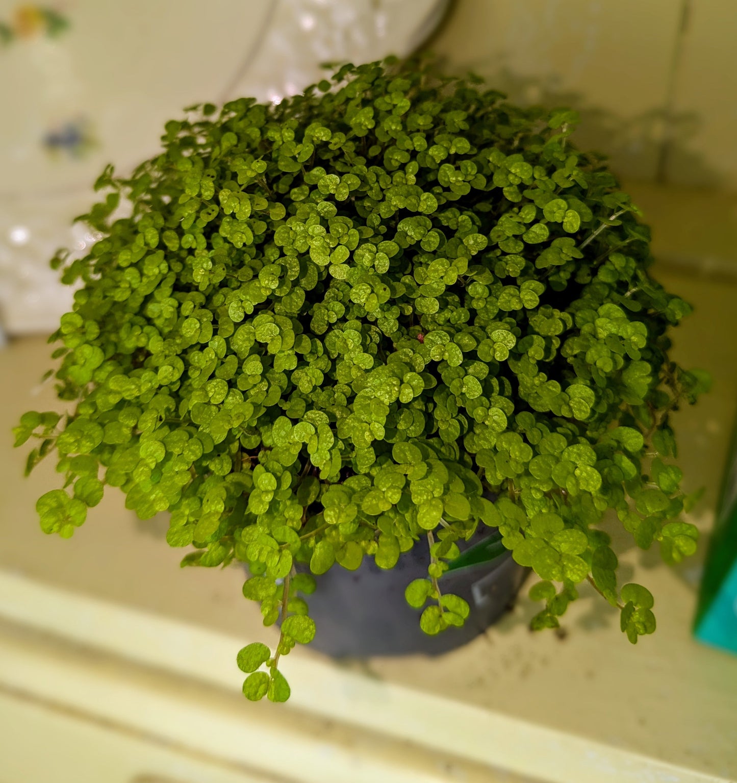 small round delicate leaves in dense clusters