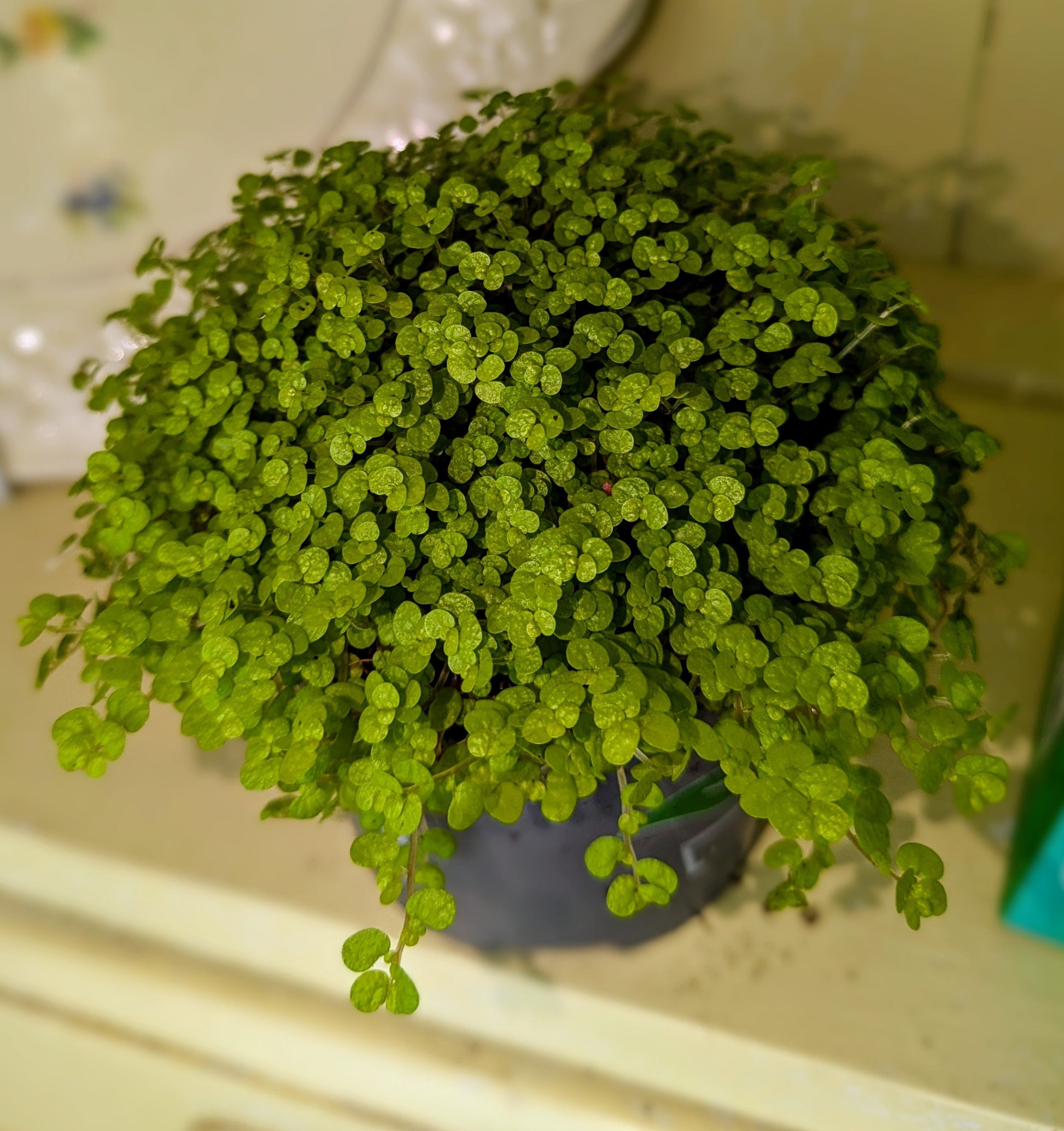 small round delicate leaves in dense clusters