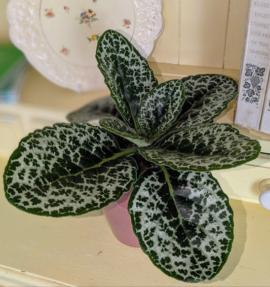 Green rounded leaves with silver veining resembling turtle shell