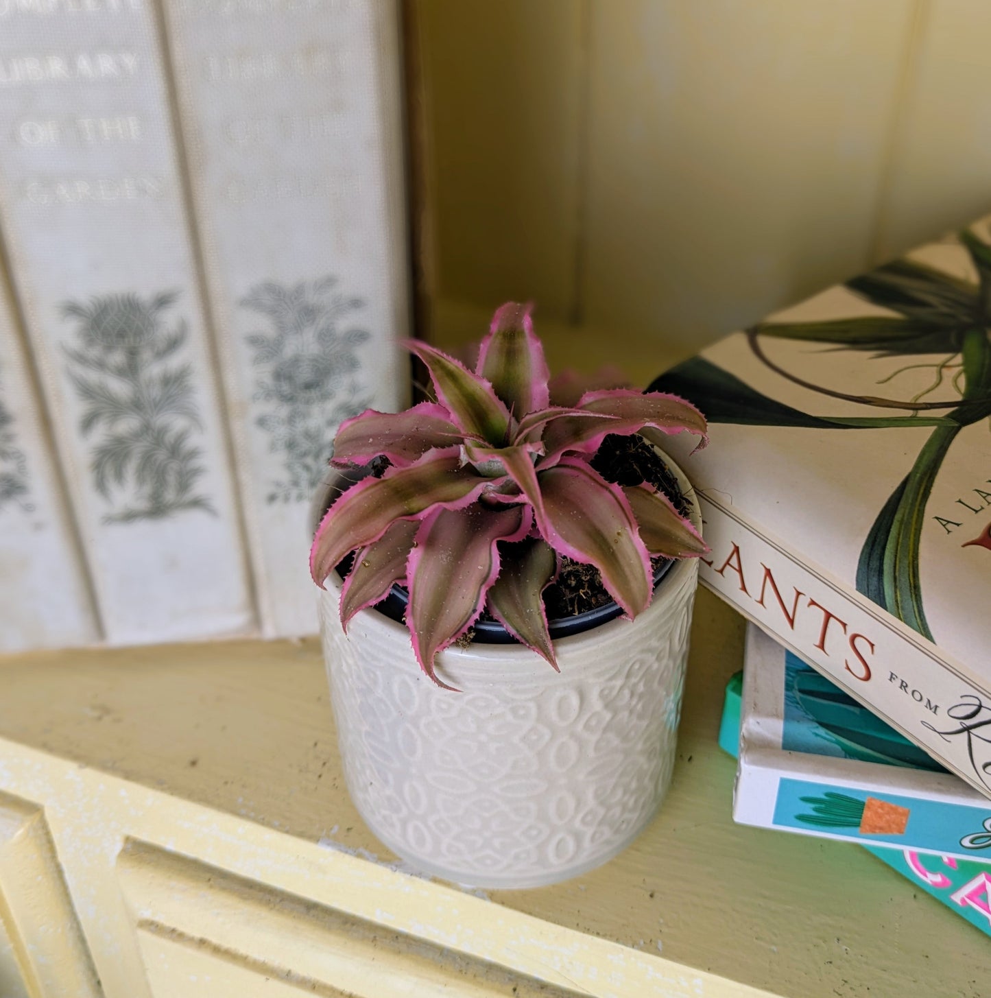 Cryptanthus bivittatus 'Pink Star' in 6 cm pot