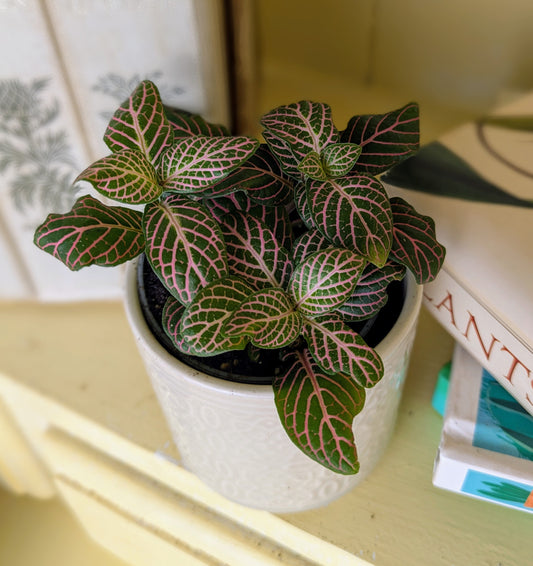 pink veining against dark green leaf