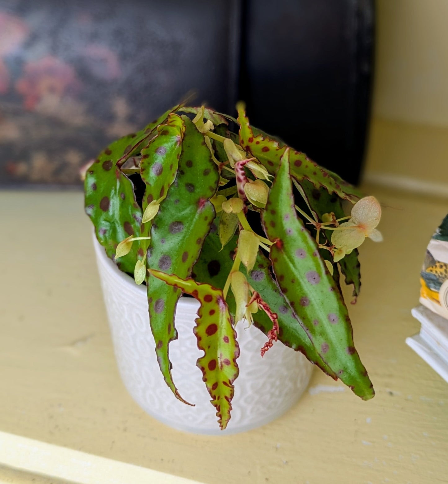 Begonia amphioxus in 6 cm pot