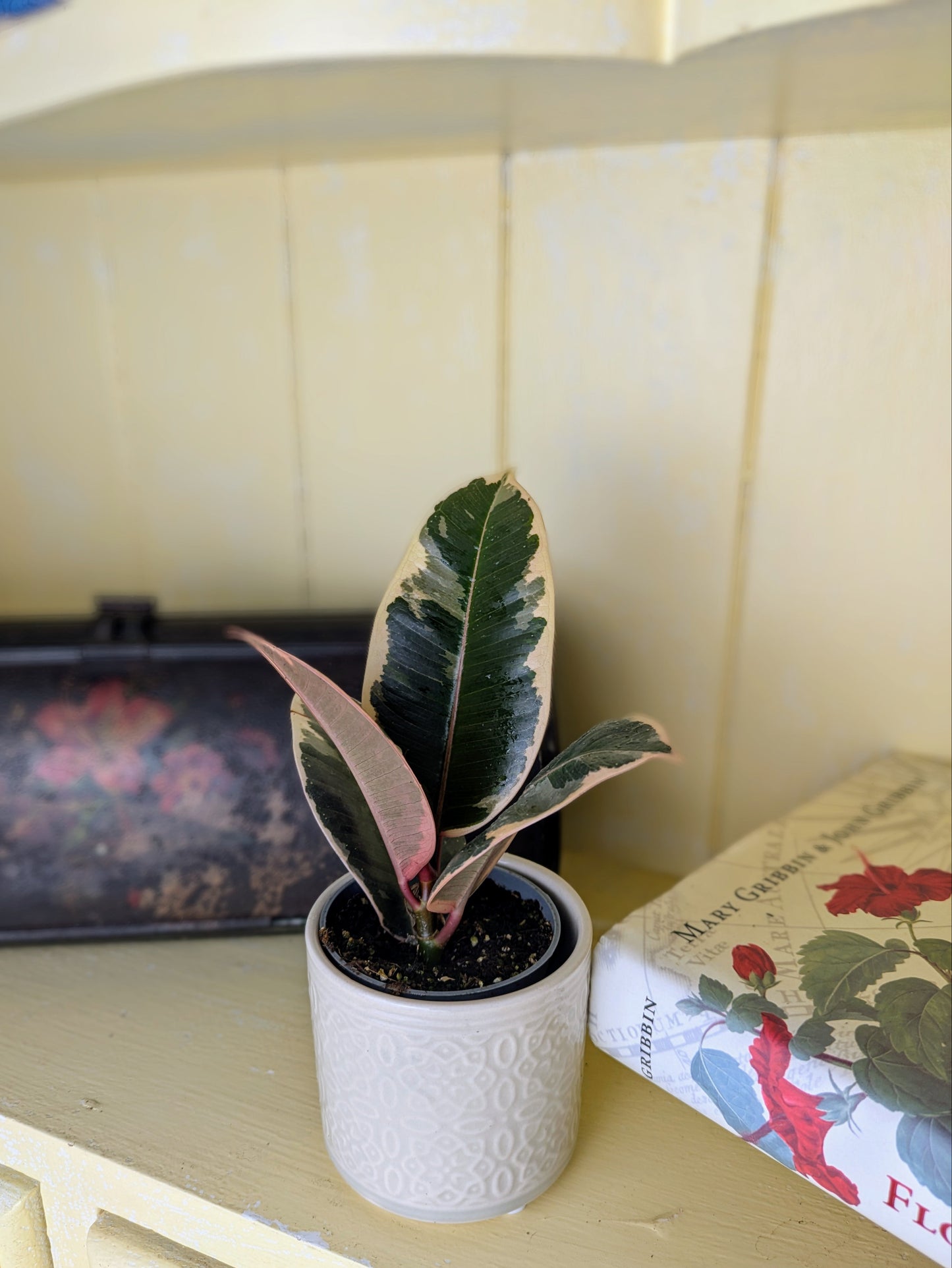 Ficus elastica 'Tineke' in 6 cm pot