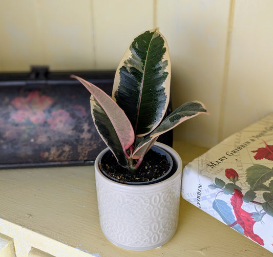 variegated rubber looking large leaves 
