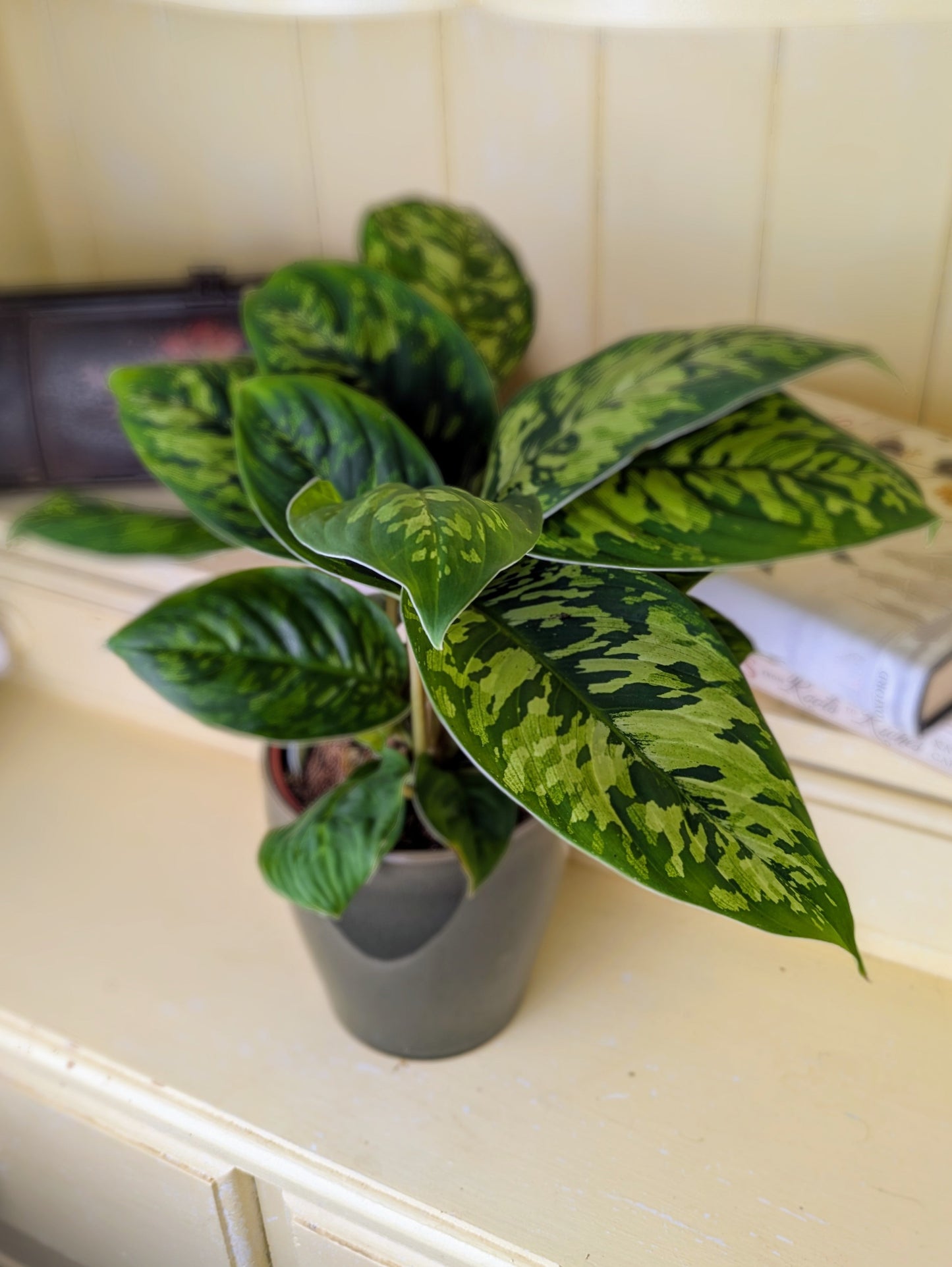 Homalomena 'Camouflage' in 12 cm pot