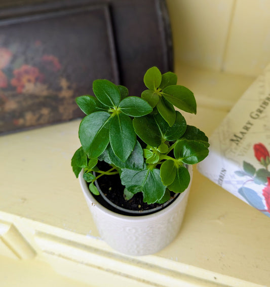 Small leaflets of green on multiple stems 