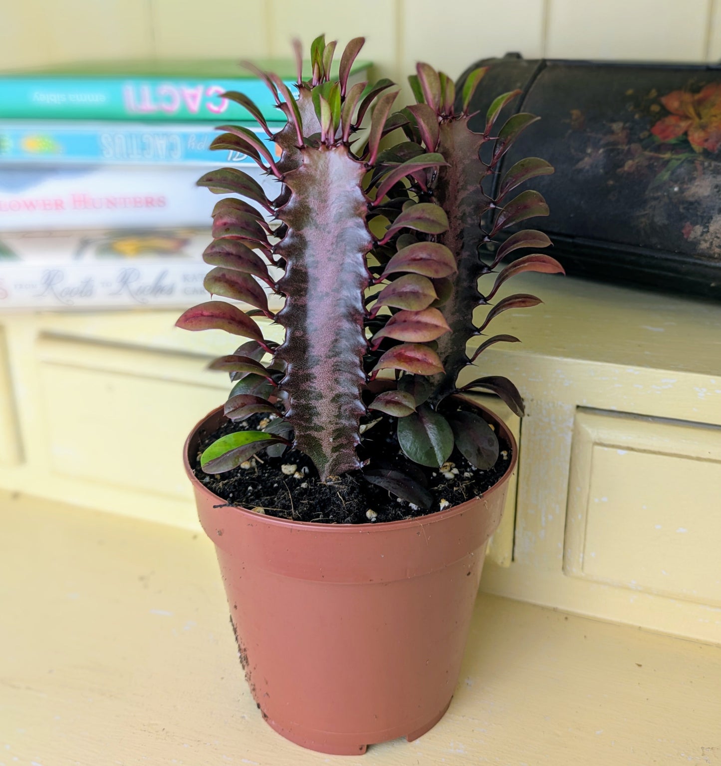 Thick red triangular columns with small red leaflets running up each side