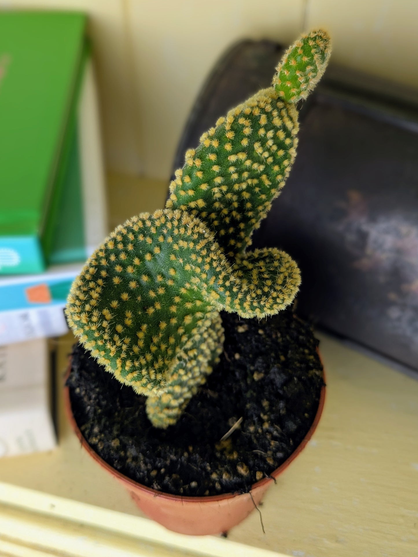Opuntia microdesis 'Cristaat' in 8 cm pot