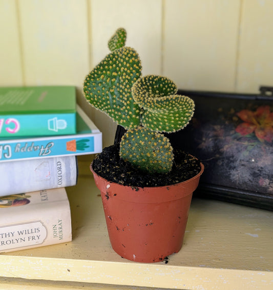 Opuntia microdesis 'Cristaat' in 8 cm pot