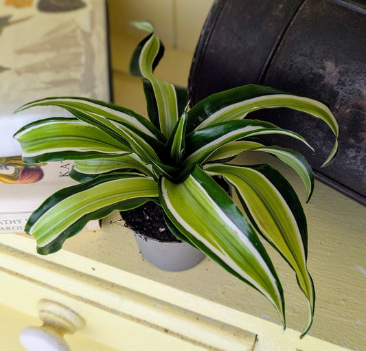 Dracaenea Dragontree 'Malaika' in 6 cm pot