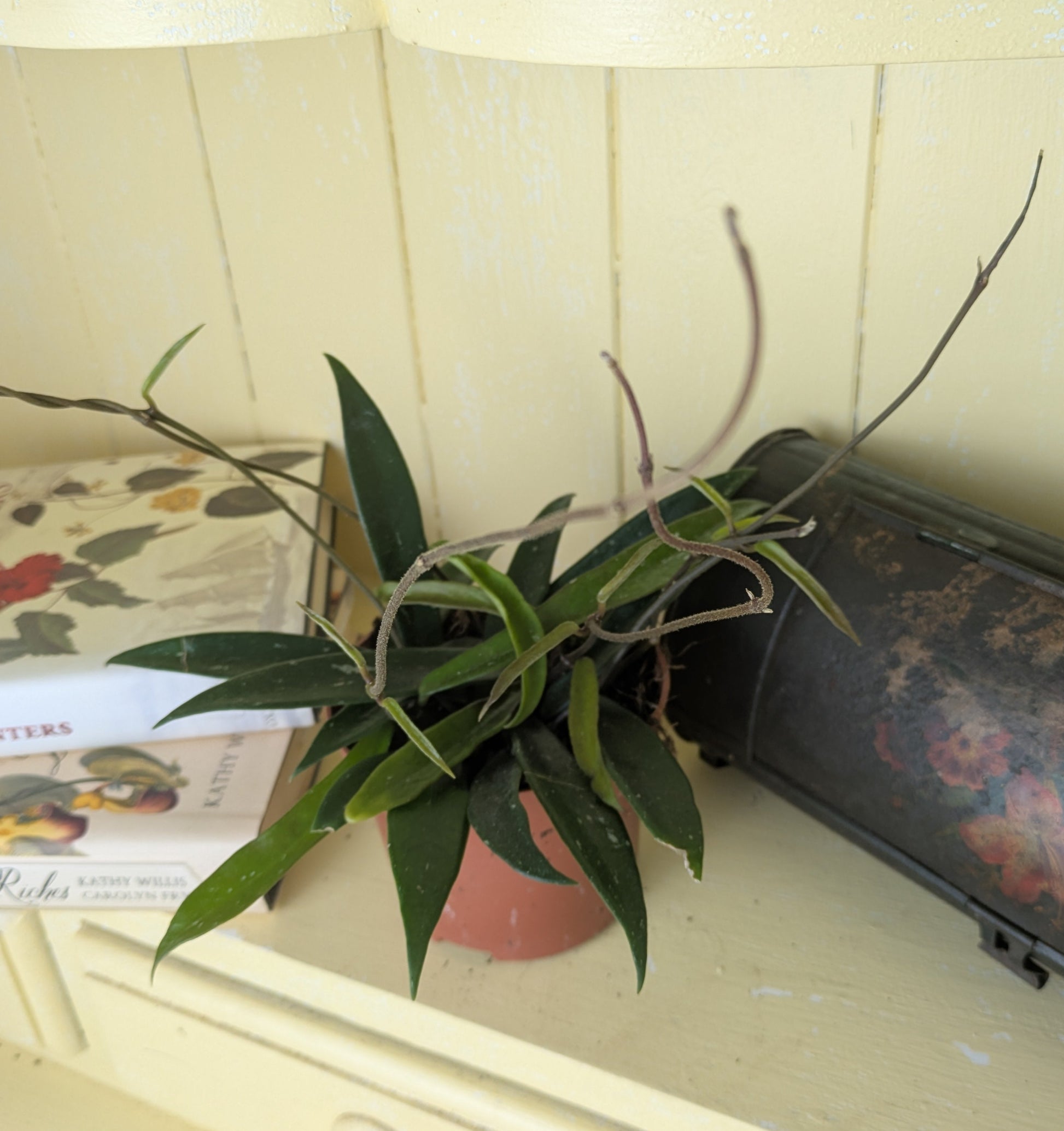 long green and slender leaves with unruly tendrils