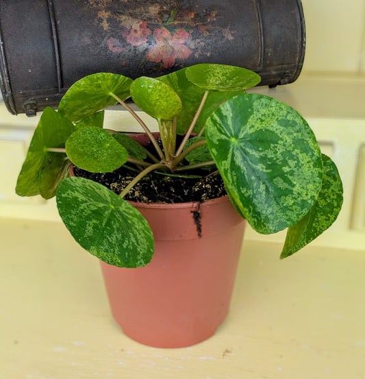 Pilea 'Mojito' Rare Variegated Pilea peperomioides in 13 cm pot